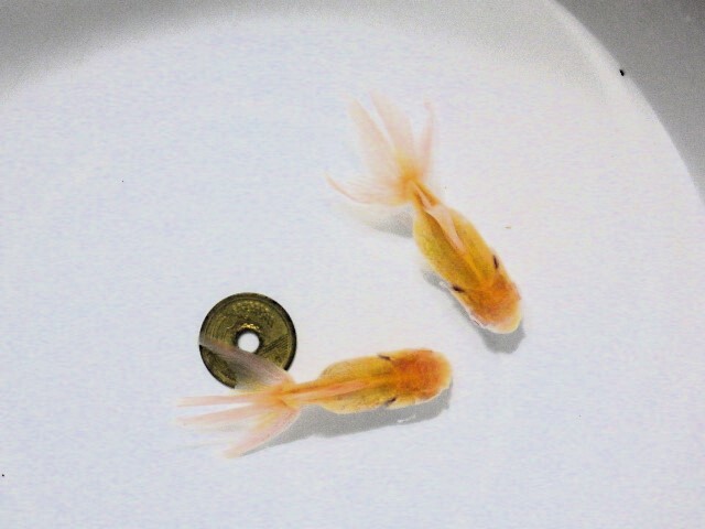 アルビノ東錦特選セット(浜松 二橋養魚場産 6.5ｃｍ2匹) 25＃04_画像3