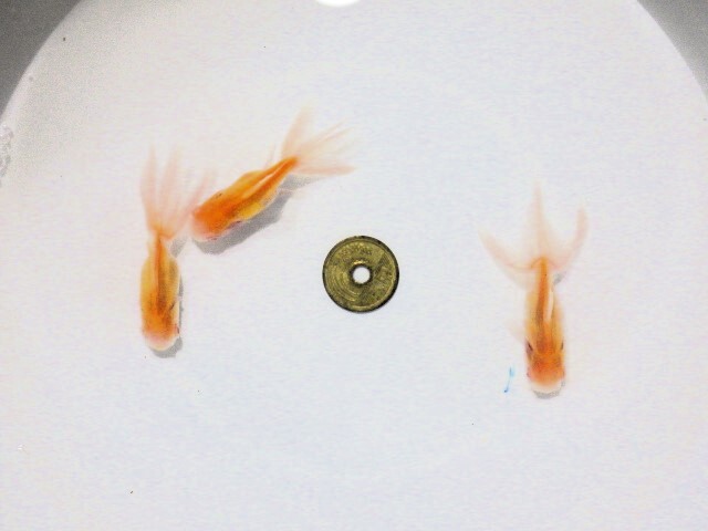 アルビノ東錦特選セット(浜松 二橋養魚場産 約6.5ｃｍ3匹) 25＃05_画像1