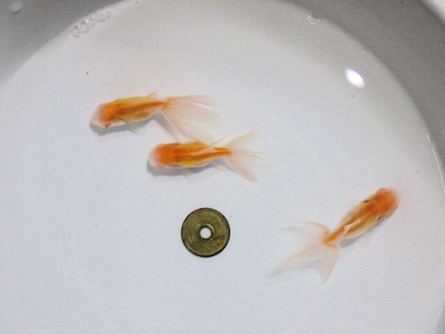 アルビノ東錦特選セット(浜松 二橋養魚場産 約6.5ｃｍ3匹) 25＃05_画像2