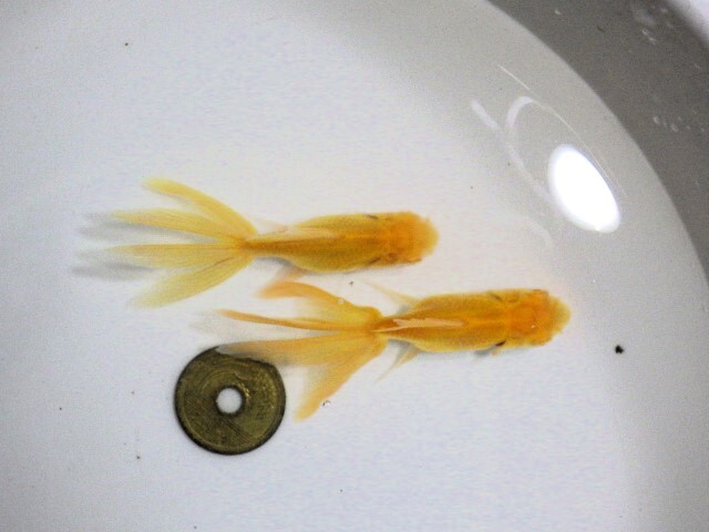 アルビノブラックドラゴン選抜組合せ(浜松 二橋養魚場産約7ｃｍ 2匹)2505_画像1