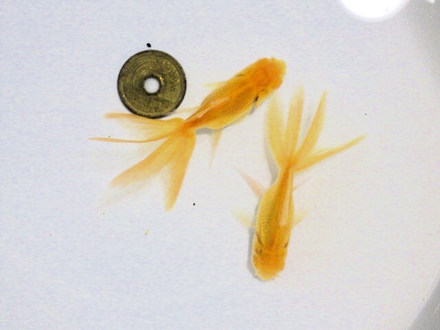 アルビノブラックドラゴン選抜組合せ(浜松 二橋養魚場産約7ｃｍ 2匹)2505_画像2