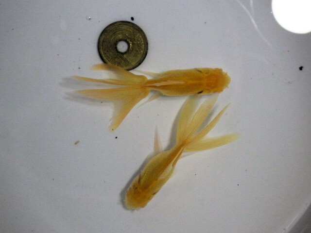 アルビノブラックドラゴン選抜組合せ(浜松 二橋養魚場産約7ｃｍ 2匹)2505_画像3