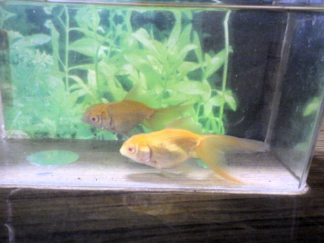 アルビノブラックドラゴン選抜組合せ(浜松 二橋養魚場産約7ｃｍ 2匹)2505_画像4