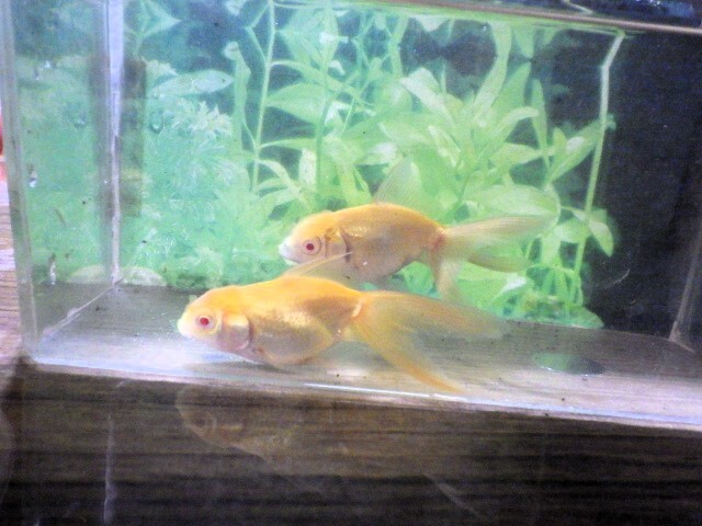 アルビノブラックドラゴン選抜組合せ(浜松 二橋養魚場産約7ｃｍ 2匹)2505_画像5