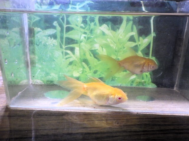 アルビノブラックドラゴン選抜組合せ(浜松 二橋養魚場産約7ｃｍ 2匹)2505_画像6