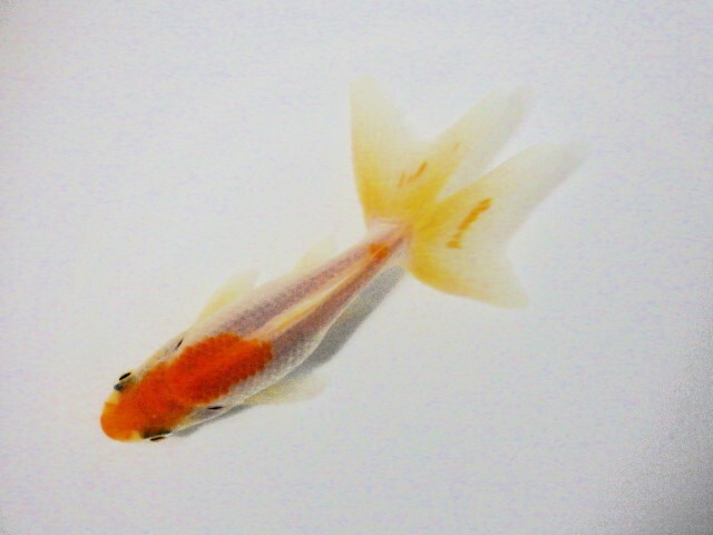 東海錦 (浜松　二橋養魚場産) ＊25＊01 オス？ 8cm_画像1