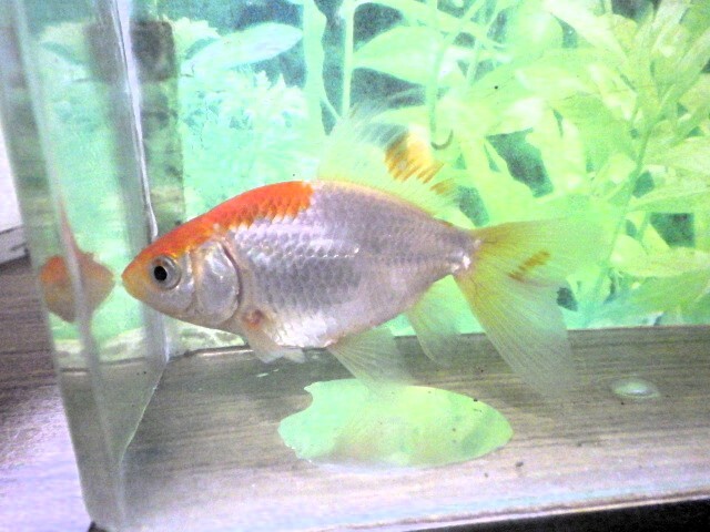 東海錦 (浜松　二橋養魚場産) ＊25＊01 オス？ 8cm_画像4