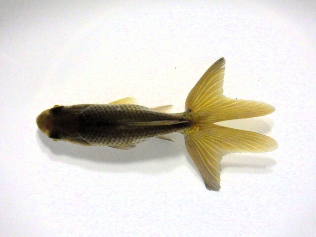 東海錦 (浜松　二橋養魚場産) ＊25＊02 オス？ 9cm_画像2