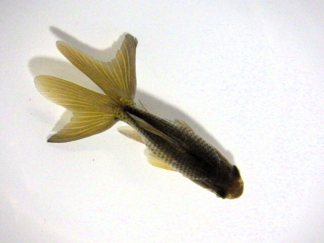 東海錦 (浜松　二橋養魚場産) ＊25＊02 オス？ 9cm_画像3