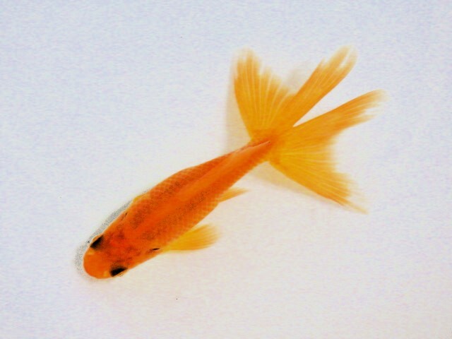 東海錦 (浜松　二橋養魚場産) ＊25＊04 オス？ 8.5cm_画像1