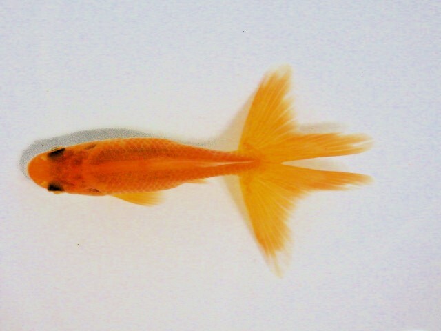 東海錦 (浜松　二橋養魚場産) ＊25＊04 オス？ 8.5cm_画像2