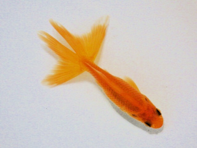 東海錦 (浜松　二橋養魚場産) ＊25＊04 オス？ 8.5cm_画像3