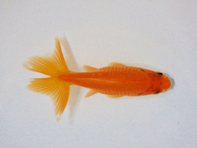 東海錦 (浜松　二橋養魚場産) ＊25＊05 性別不詳 8cm_画像1