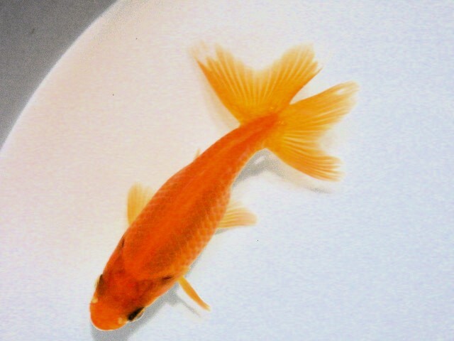 東海錦 (浜松　二橋養魚場産) ＊25＊05 性別不詳 8cm_画像3