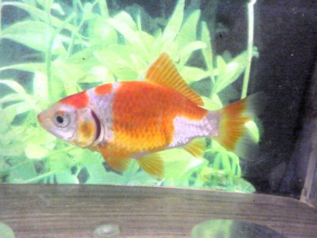 フナ尾の東海錦 (浜松　二橋養魚場産) ＊25＊06 オス？ 8cm_画像4