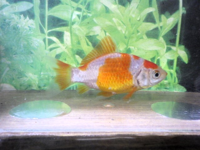 フナ尾の東海錦 (浜松　二橋養魚場産) ＊25＊06 オス？ 8cm_画像5