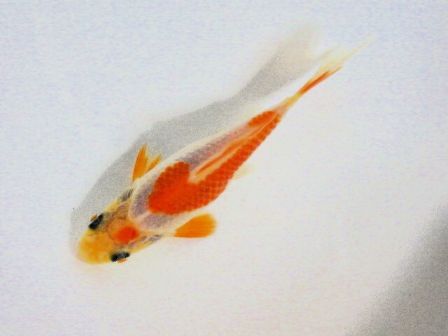 フナ尾の東海錦 (浜松　二橋養魚場産) ＊25＊07 性別不詳 9cm_画像1