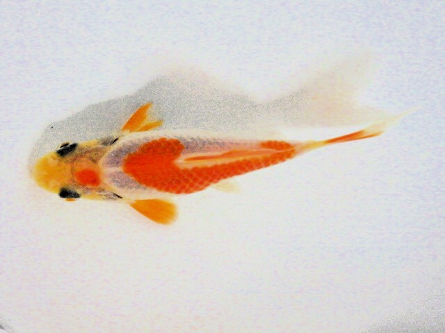 フナ尾の東海錦 (浜松　二橋養魚場産) ＊25＊07 性別不詳 9cm_画像2