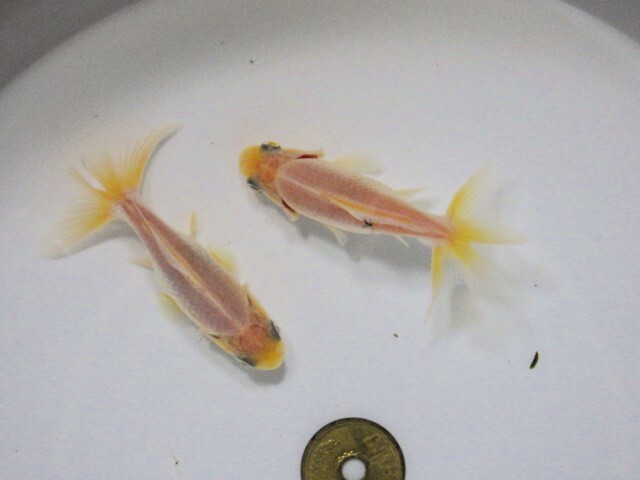 東海錦　選抜セット　(浜松 二橋養魚場産6.5ｃｍ ２匹)＊25-04 ＊_画像1
