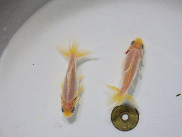 東海錦　選抜セット　(浜松 二橋養魚場産6.5ｃｍ ２匹)＊25-04 ＊_画像2