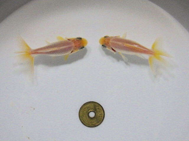 東海錦　選抜セット　(浜松 二橋養魚場産6.5ｃｍ ２匹)＊25-04 ＊_画像3