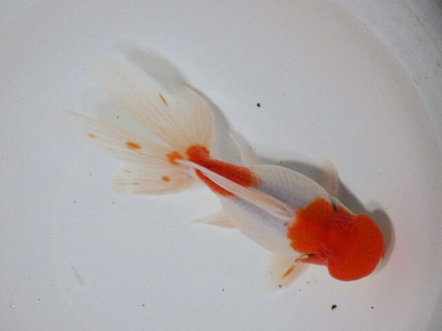 桜浜錦(浜松 二橋養魚場産) ・23・807・オス 15cm_画像3