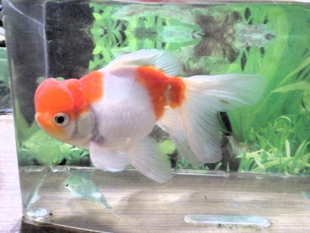 桜浜錦(浜松 二橋養魚場産) ・23・807・オス 15cm_画像4