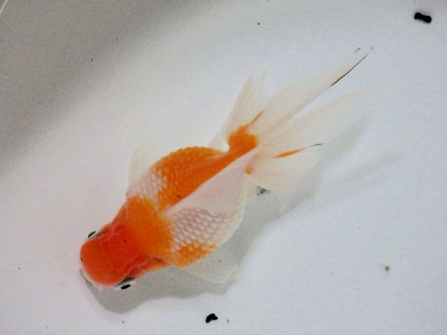 桜浜錦(浜松 二橋養魚場産) ・24・014・オス 11.5cm_画像1