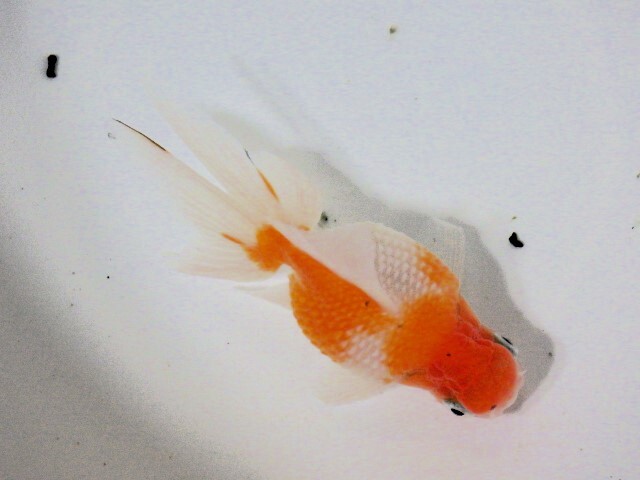 桜浜錦(浜松 二橋養魚場産) ・24・014・オス 11.5cm_画像3