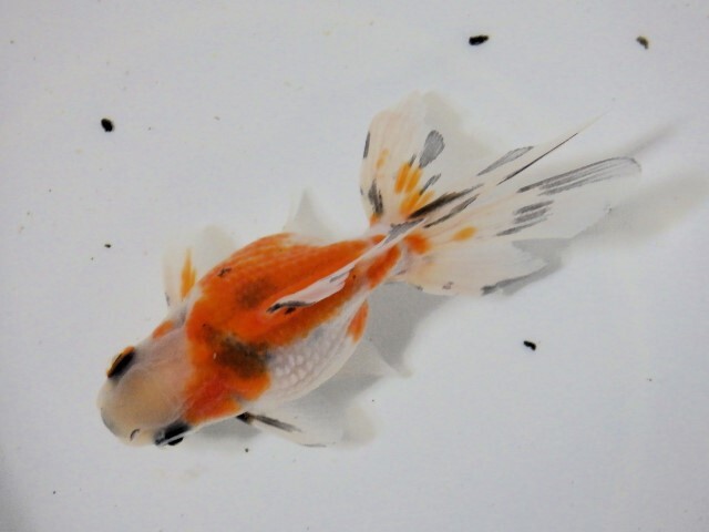 キャリコ浜錦(浜松 二橋養魚場産) ・24・016・オス 9.5cm_画像1