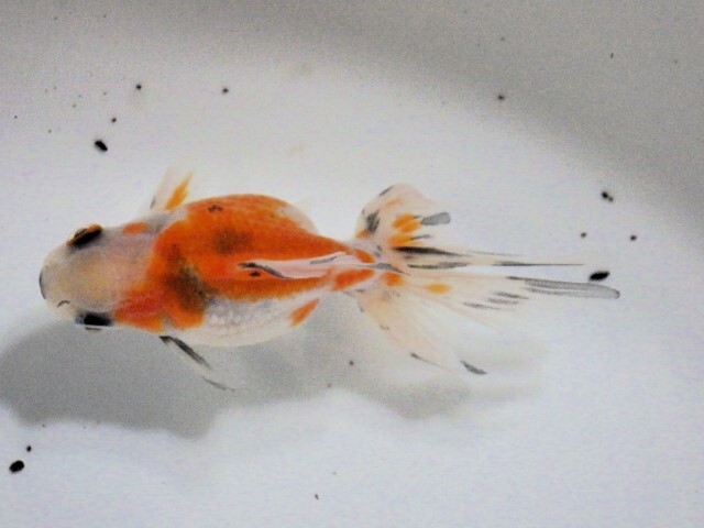 キャリコ浜錦(浜松 二橋養魚場産) ・24・016・オス 9.5cm_画像2