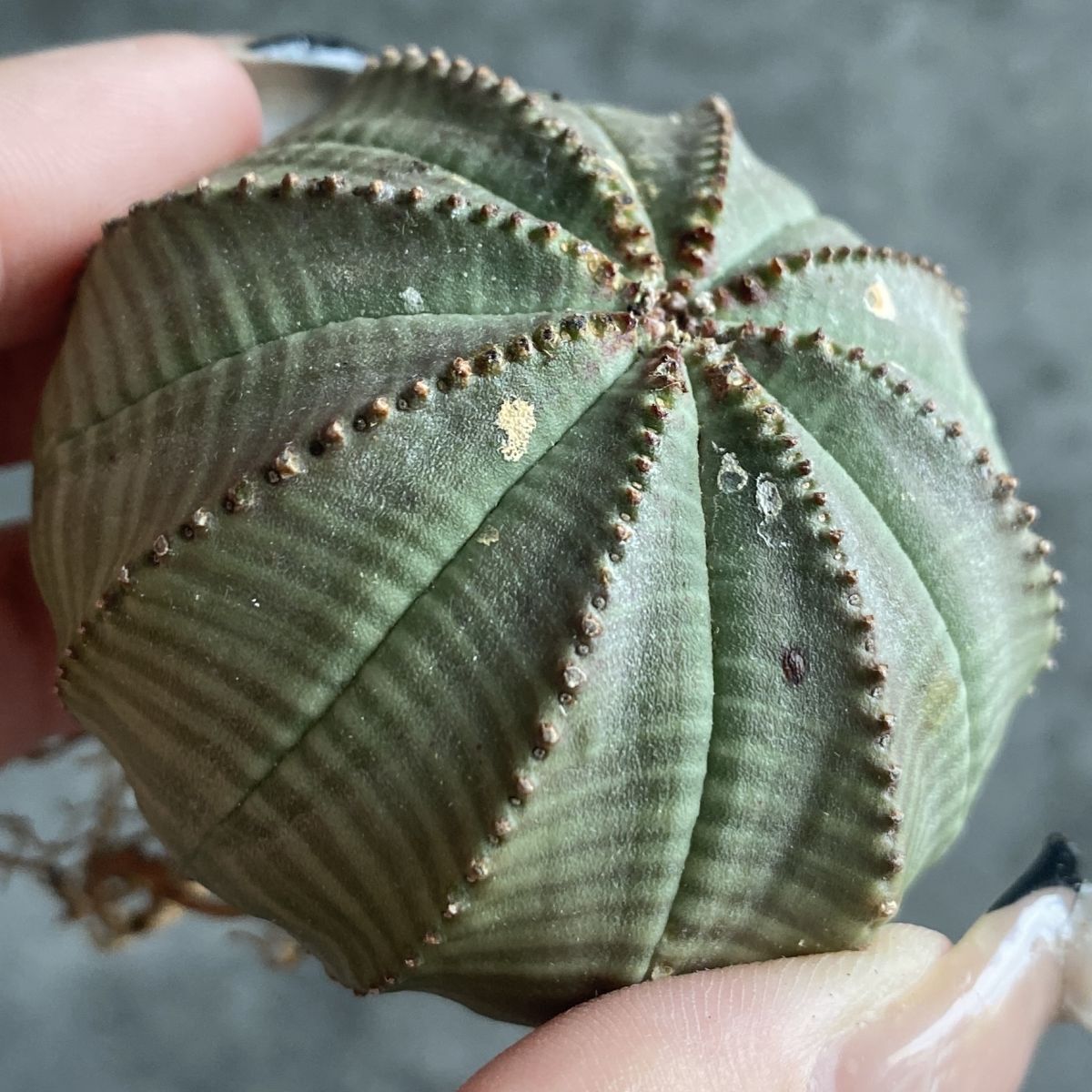 Yahoo!オークション - 【B14143】 超巨大5.5cm株 【SS級 極上