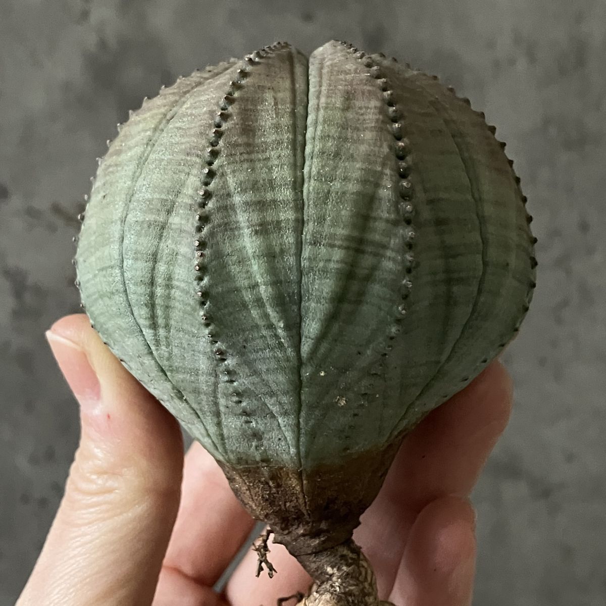 【B14657】◆限定選抜大株！◆超巨大6.5cm株！！【SS級！極上特選大株！！】ユーフォルビア オベサ Euphorbia obesa 多肉植物_画像1