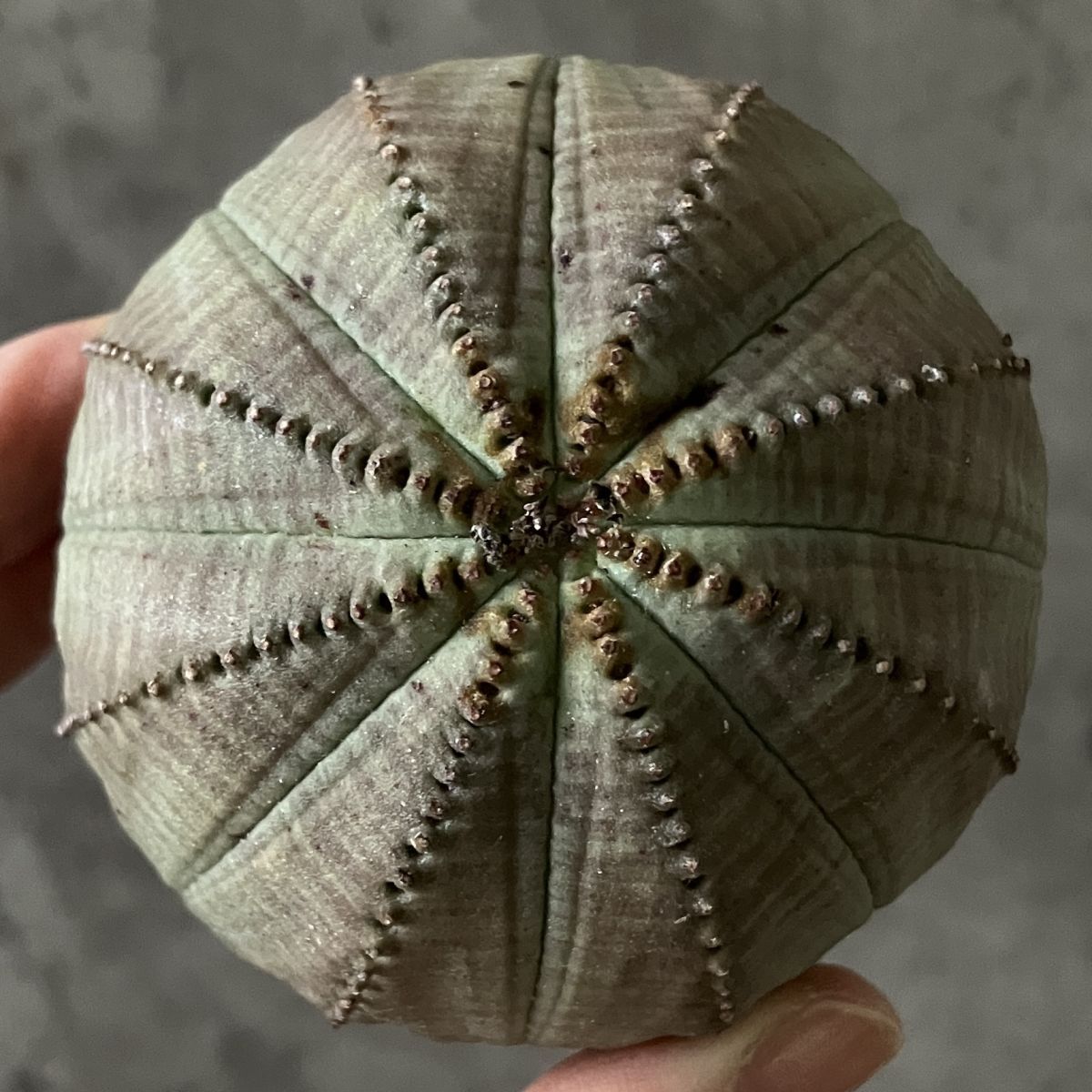 【B14657】◆限定選抜大株！◆超巨大6.5cm株！！【SS級！極上特選大株！！】ユーフォルビア オベサ Euphorbia obesa 多肉植物_画像3