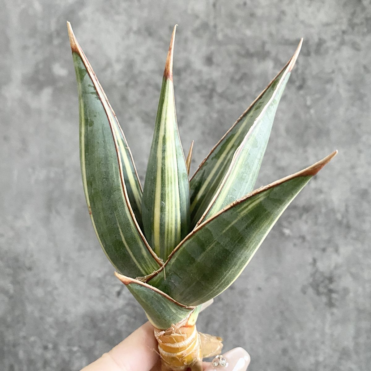 【S9667】【極上S級 斑入り株!!】サンスベリア ピングイキュラ 斑入り ( ユーフォルビア サンセベリア )_画像3