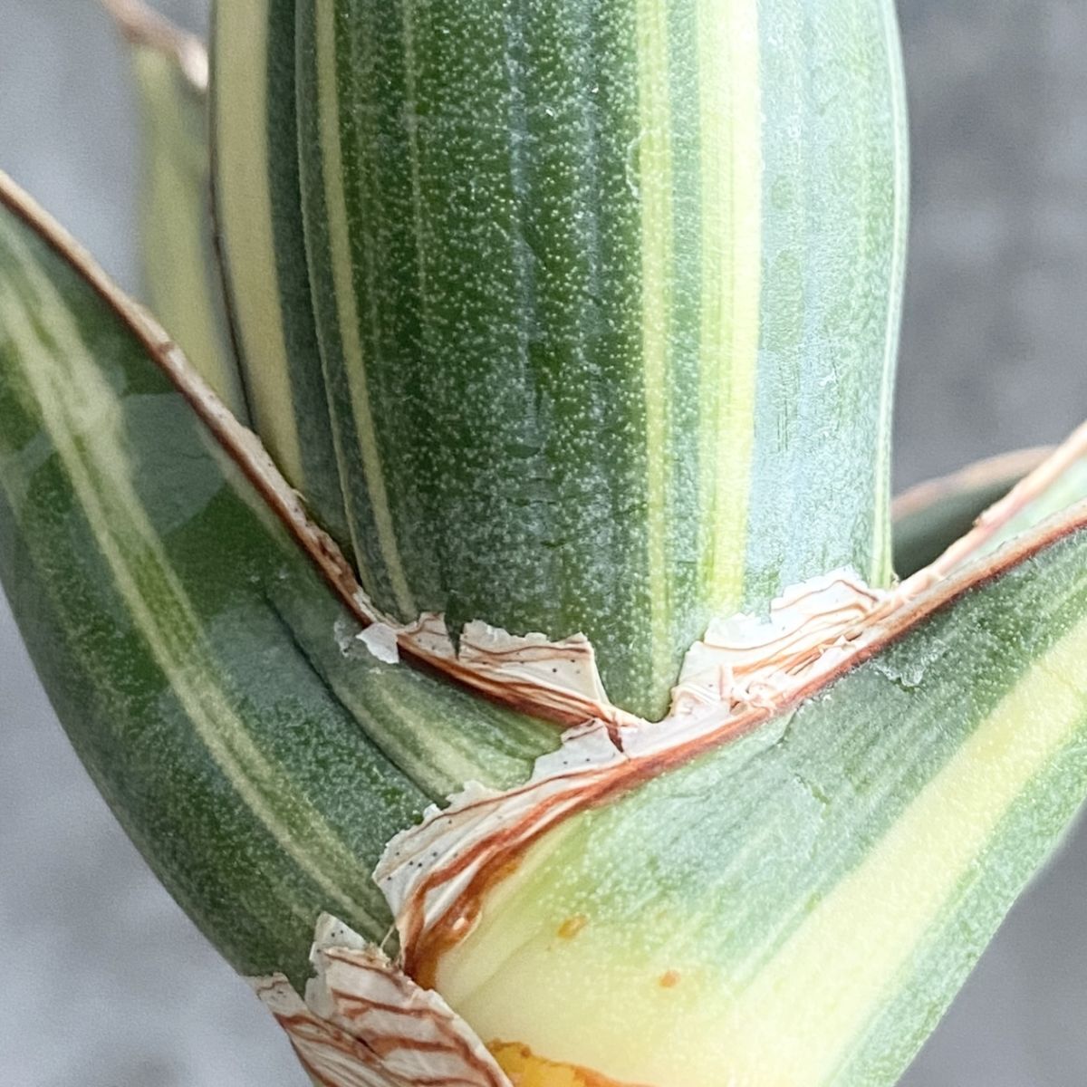 【S9667】【極上S級 斑入り株!!】サンスベリア ピングイキュラ 斑入り ( ユーフォルビア サンセベリア )_画像6