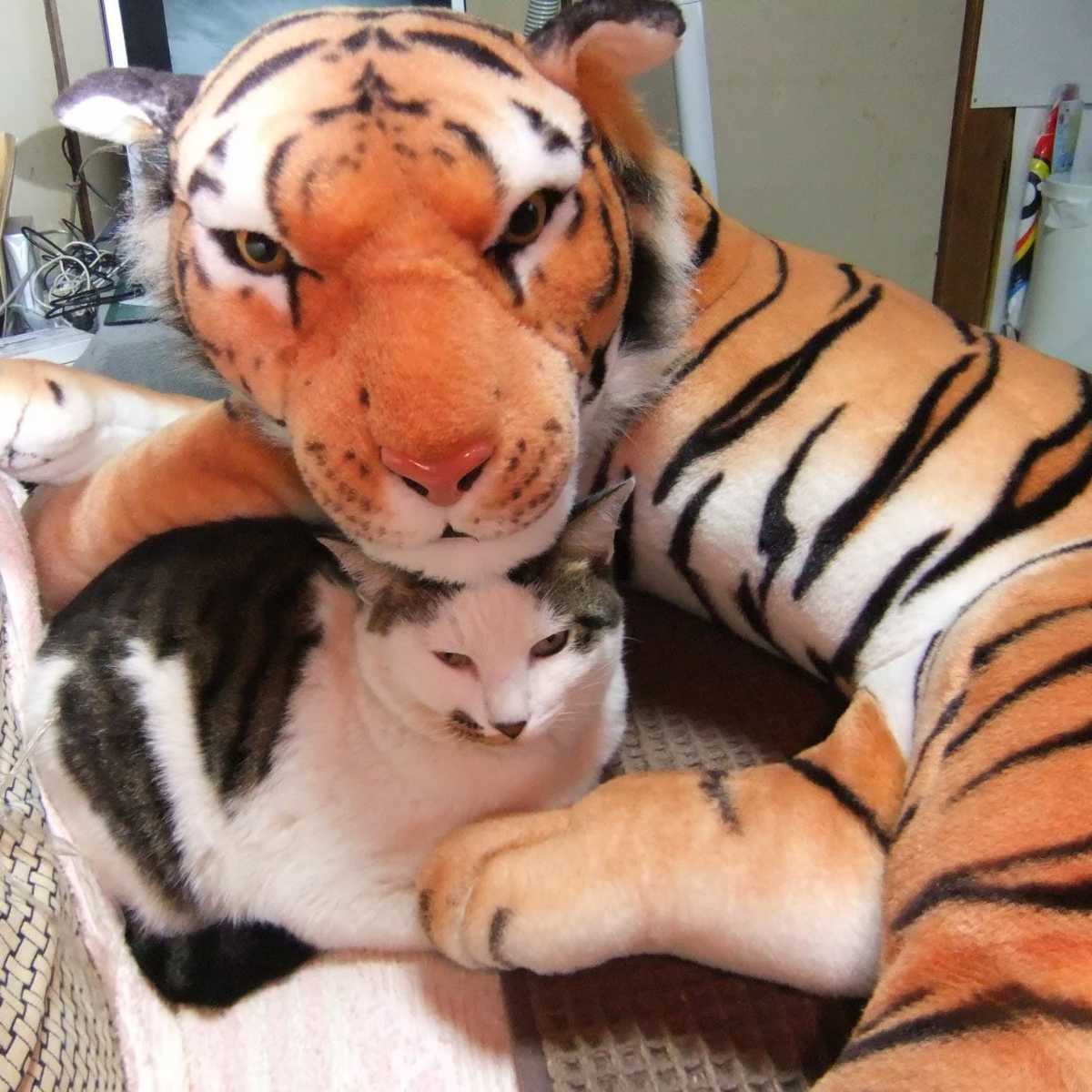 ...