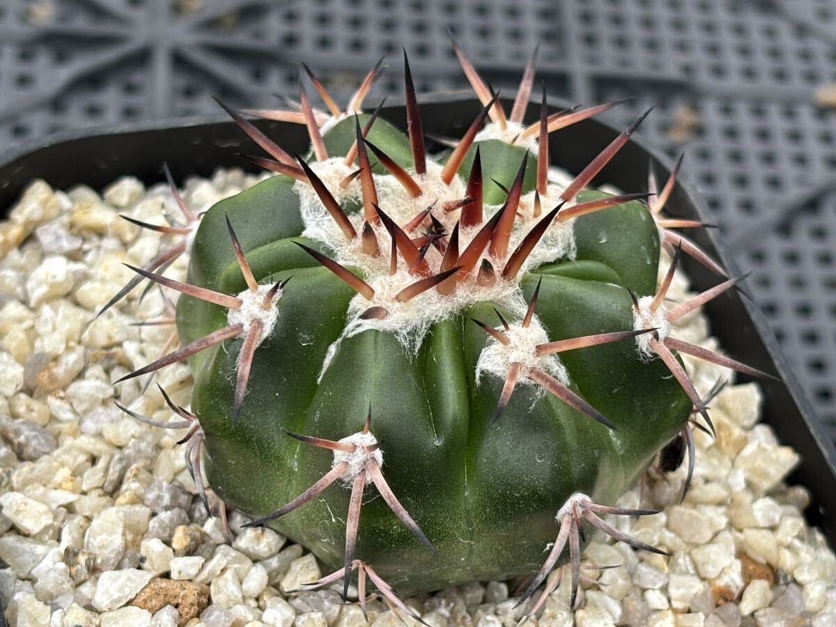 ディスコカクタス ギガンティア 実生 サボテンの画像2