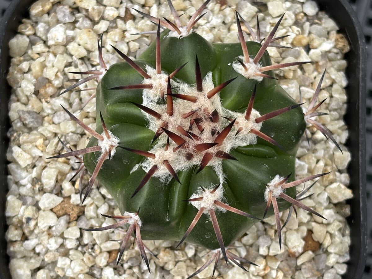 ディスコカクタス ギガンティア 実生 サボテンの画像3