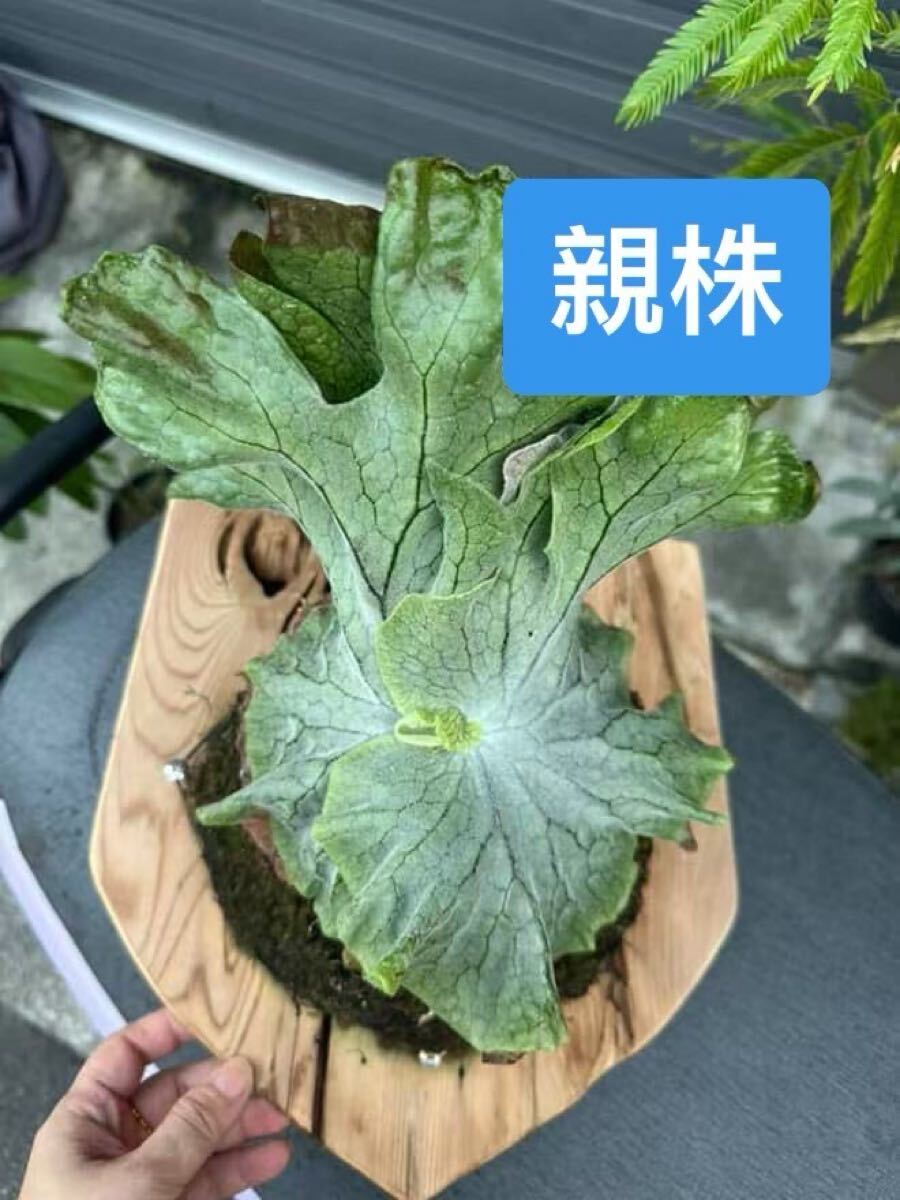 ビカクシダP. Superbum Dwarf sporeling 焼き板付け ビカクシダP. Superbum Dwarf sporeling 焼き板付け