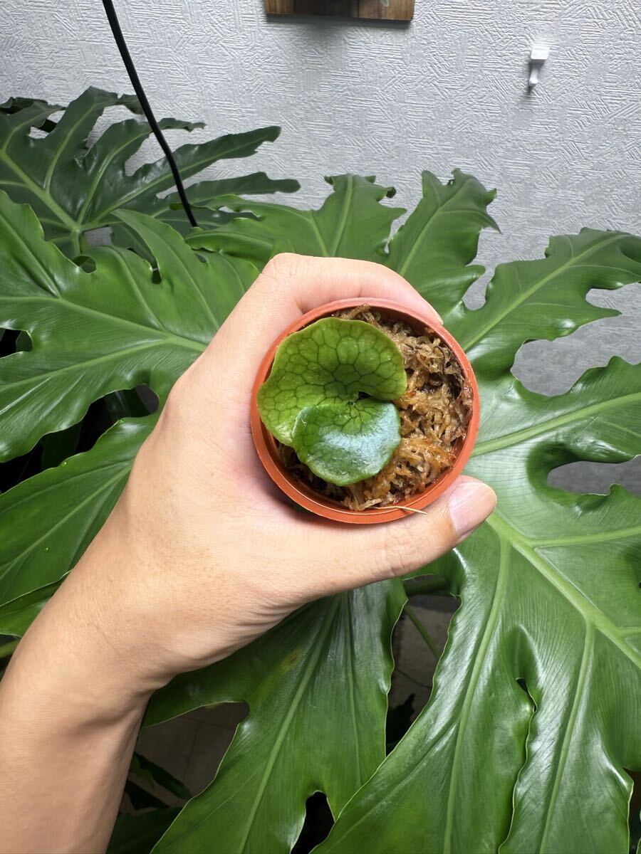 希少品種】ビカクシダ P Superbum Dwarf sporeling 10｜Yahoo