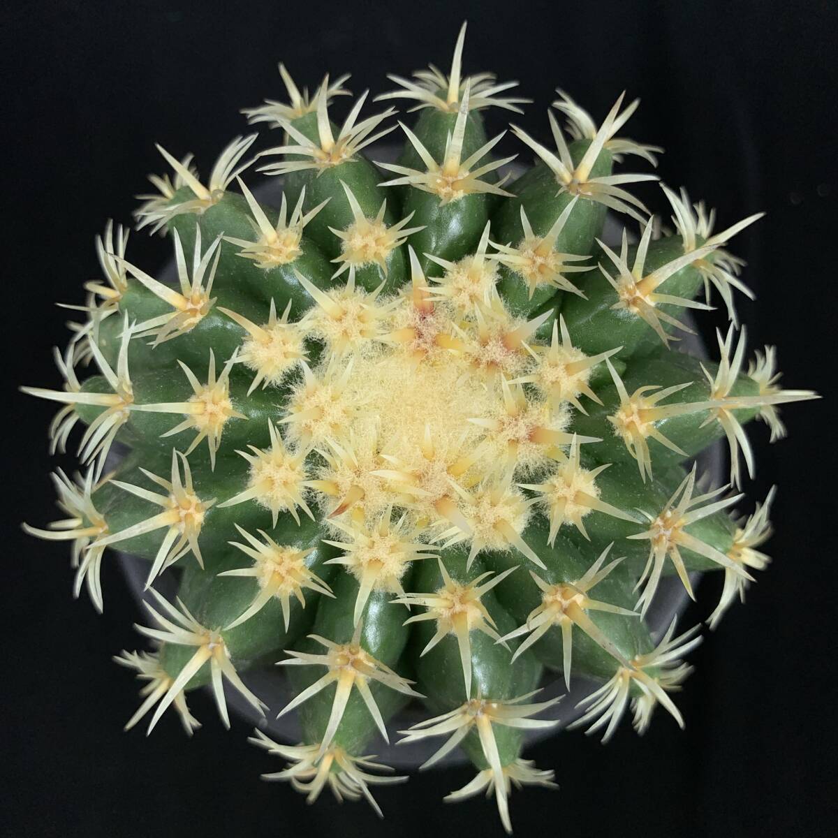 《PW》サボテン エキノカクタス“短刺 金鯱”実生 多肉植物_画像3