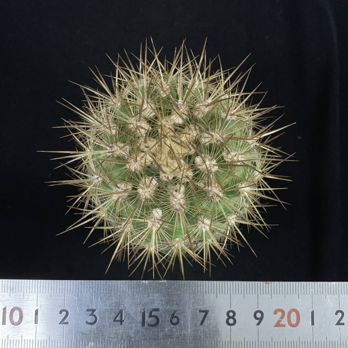 《PW》サボテン エリオシケ(ネオポルテリア)“Eriosyce(Neoporteria) subgibbosa”実生 多肉植物_画像4