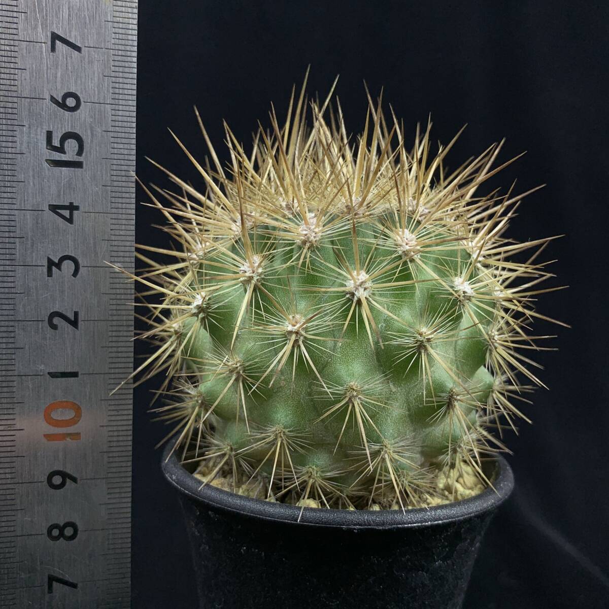 《PW》サボテン エリオシケ(ネオポルテリア)“Eriosyce(Neoporteria) subgibbosa”実生 多肉植物_画像5