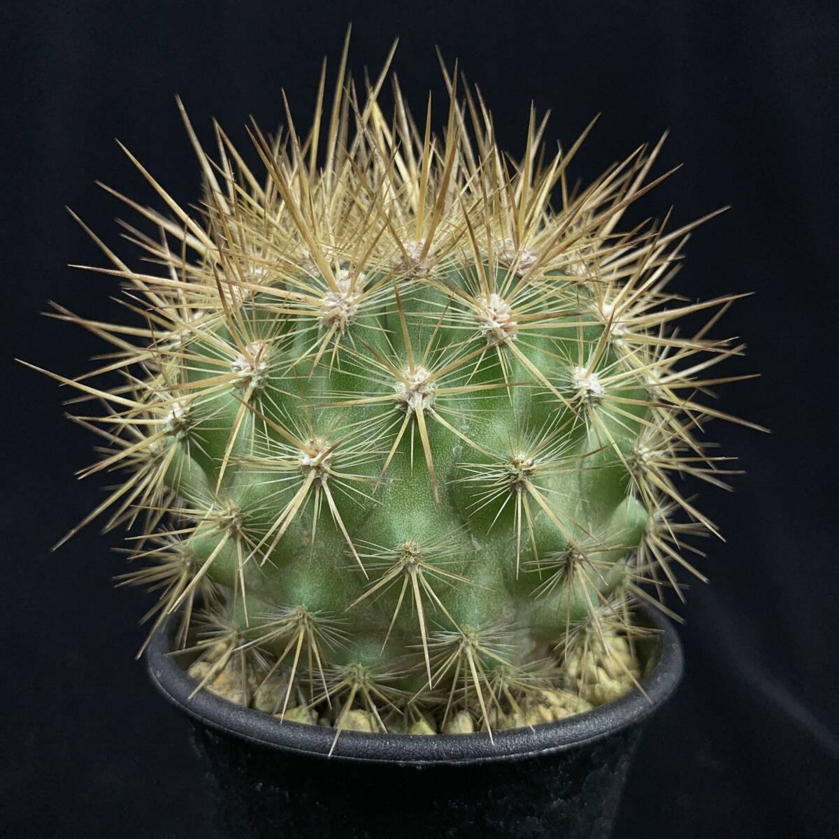 《PW》サボテン エリオシケ(ネオポルテリア)“Eriosyce(Neoporteria) subgibbosa”実生 多肉植物_画像1