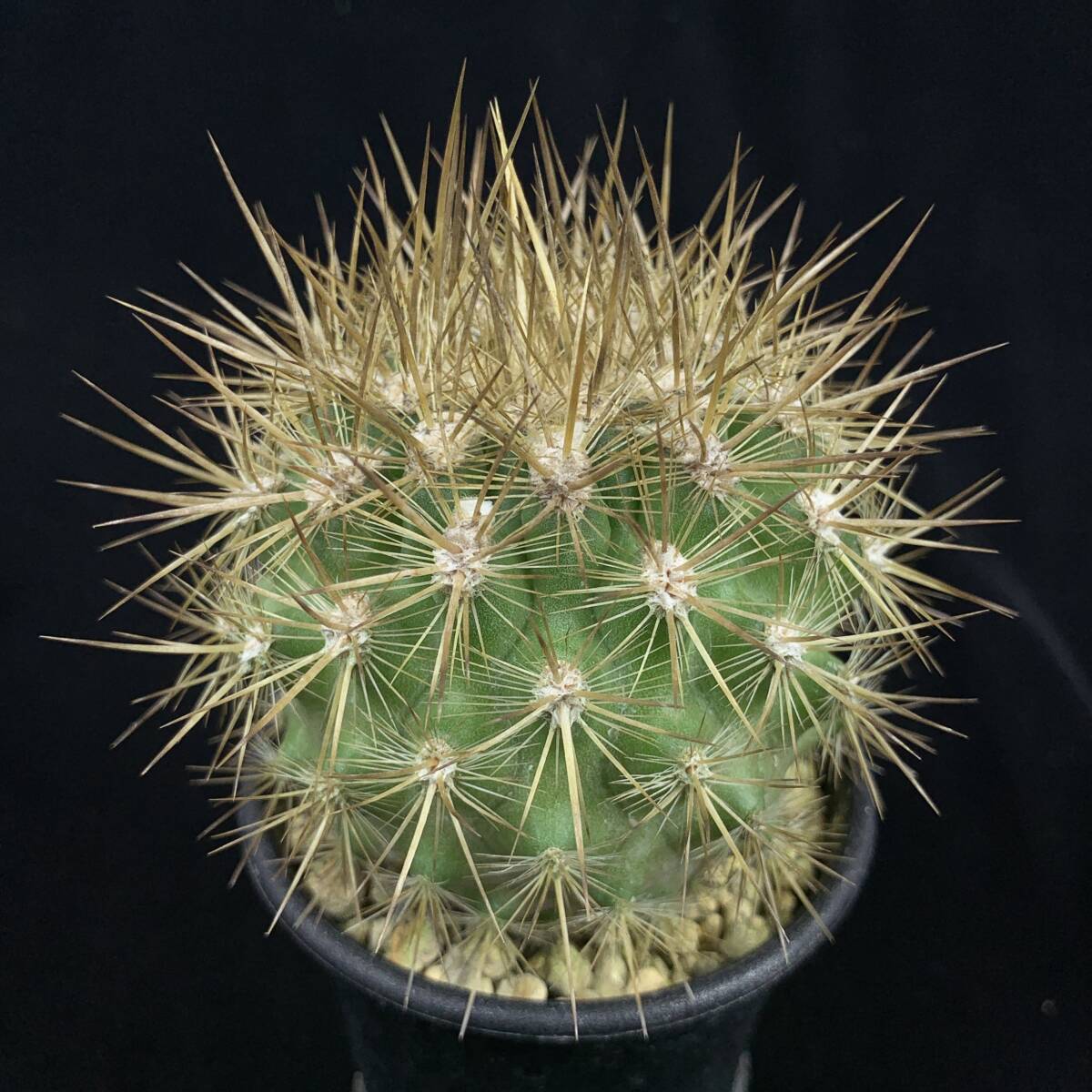 《PW》サボテン エリオシケ(ネオポルテリア)“Eriosyce(Neoporteria) subgibbosa”実生 多肉植物_画像2