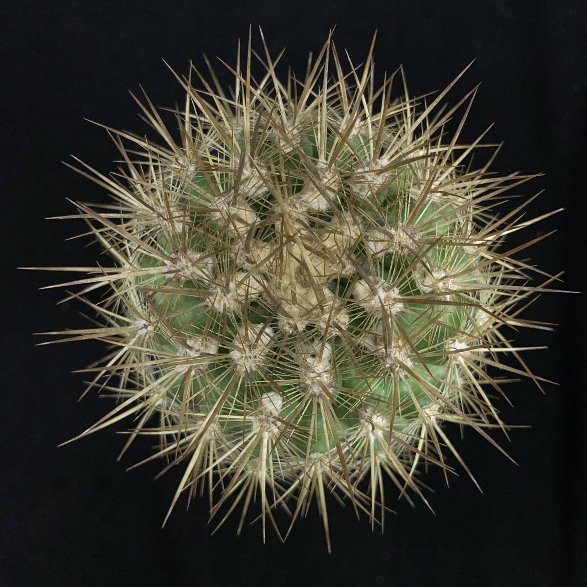 《PW》サボテン エリオシケ(ネオポルテリア)“Eriosyce(Neoporteria) subgibbosa”実生 多肉植物_画像3