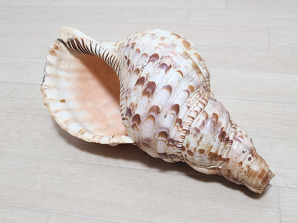(21).. закон . закон .. длина 25.5cm ho la..... буддизм изобразительное искусство звуки предмет .. буддизм предметы для домашнего буддийского алтаря храм . традиционные японские музыкальные инструменты подлинный ..