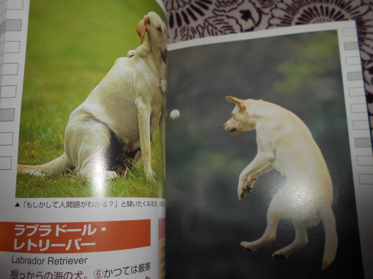 ★いぬ・ねこ (ヤマケイポケットガイド)植木裕幸、福田豊文★犬・猫を飼育したい方、パラパラ眺めて、自分に合ったペットを探してください_画像5