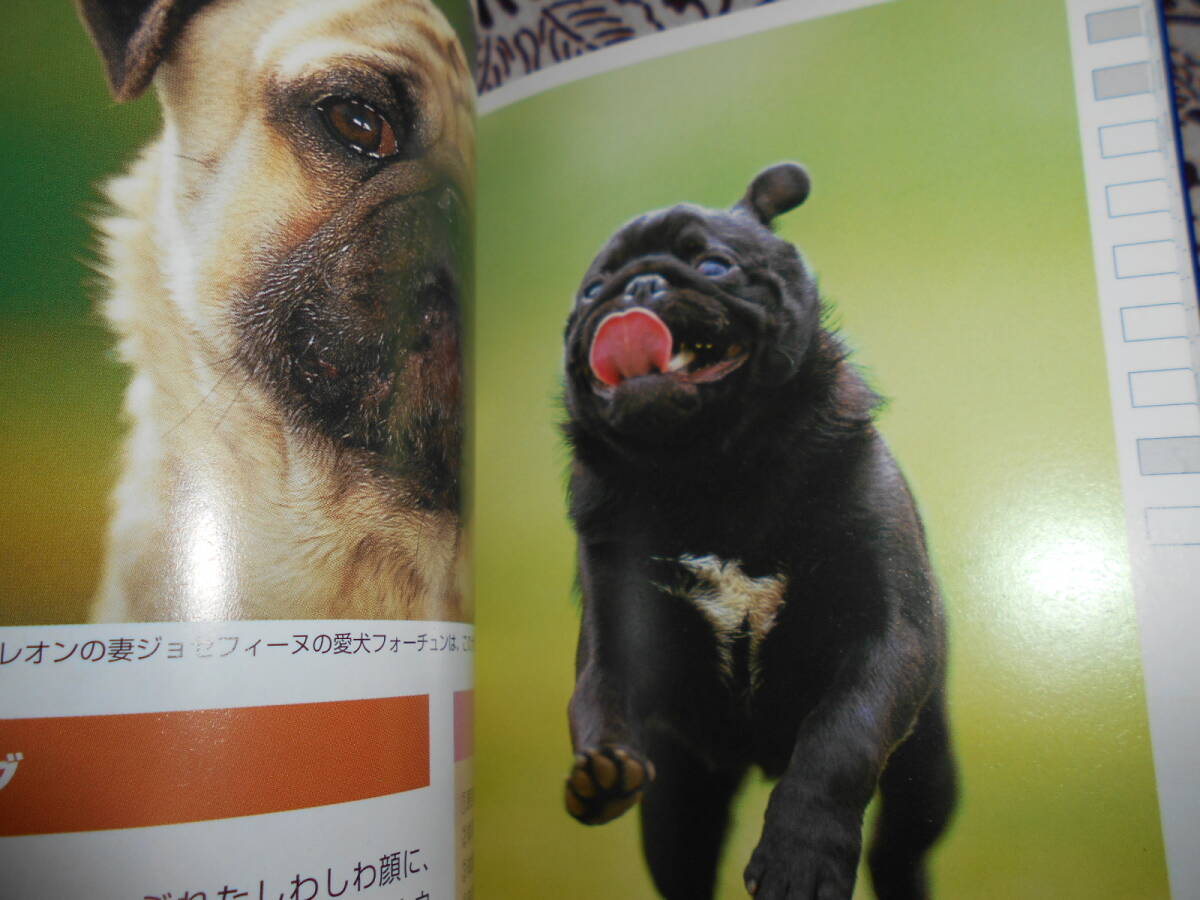 ★いぬ・ねこ (ヤマケイポケットガイド)植木裕幸、福田豊文★犬・猫を飼育したい方、パラパラ眺めて、自分に合ったペットを探してください_画像7